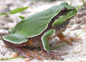 Pine Barrens Treefrog